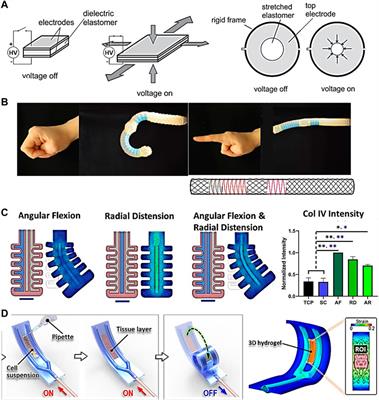 Soft bioreactor systems: a necessary step toward engineered MSK soft tissue?